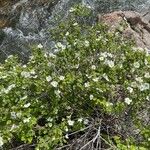 Rubus deliciosus Habitat