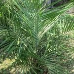 Butia yatay Hoja