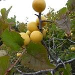 Prunus brigantina Gyümölcs