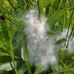 Salix breviserrata Fula