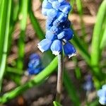 Muscari botryoides Flower