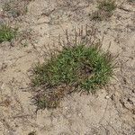 Plantago crassifolia Hábito