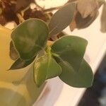 Clusia rosea 葉