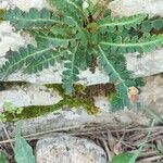 Asplenium ceterachFeuille