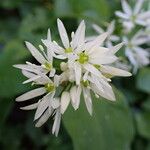 Allium ursinum Blomma