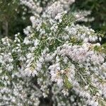 Erica arboreaFlower