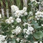 Symphoricarpos albusΦρούτο