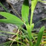 Trifolium rubens Leaf