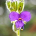Tinantia erecta Blüte