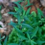 Scoparia dulcis List