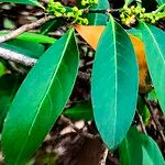 Suregada multiflora Hoja