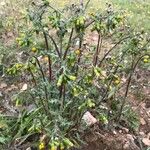 Senecio vulgarisFlower