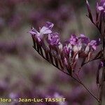 Limonium insigne Õis