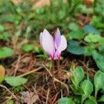 Cyclamen hederifoliumКвітка