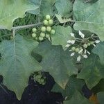 Solanum torvum Liść