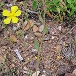 Diatelia tuberaria Fula