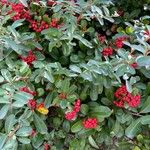 Pyracantha crenulataFolha