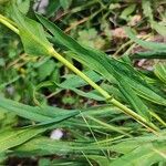 Bupleurum angulosum Hoja