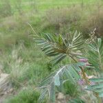 Vicia pannonica ഇല