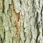 Larix gmelinii 樹皮