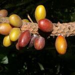 Pholidostachys pulchra Fruit