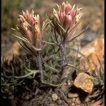 Castilleja nana Hábito