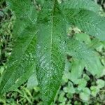 Vernonia noveboracensis Leaf