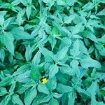 Sclerocarpus divaricatus Hoja