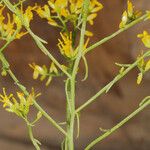 Gutierrezia microcephala Cvijet
