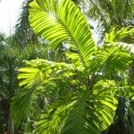 Aiphanes minima Hoja