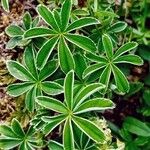 Alchemilla alpina Leaf