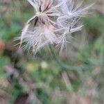 Hypochaeris radicata Frucht