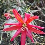 Passiflora manicata Blüte