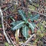 Goodyera oblongifolia Leaf