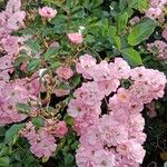 Rosa abietina Blomst