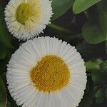 Bellis rotundifolia Flower