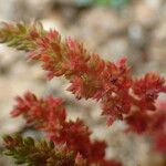 Crassula tillaea Flower