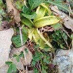 Pinguicula alpina Hoja