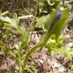 Nemophila menziesii Leaf