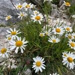 Leucanthemum heterophyllum Žiedas