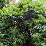 Rhododendron calophytum 整株植物