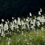 Eriophorum angustifoliumFiore