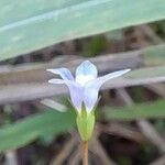 Wahlenbergia linarioides Fleur