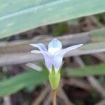 Wahlenbergia linarioides