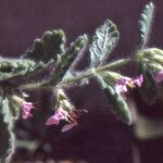 Teucrium scordium Blad