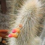 Cleistocactus hyalacanthus Kwiat