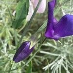 Lathyrus odoratus Kwiat