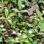 Lysimachia europaea Blomst