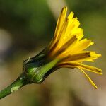 Reichardia picroides Flower