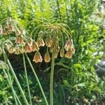 Allium paniculatum Květ